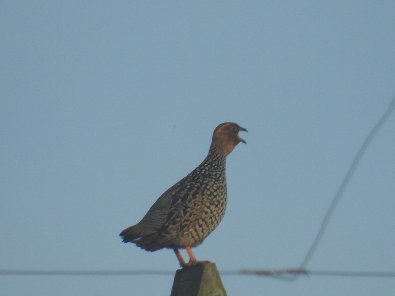 Painted Francolin - Mohit Aggarwal