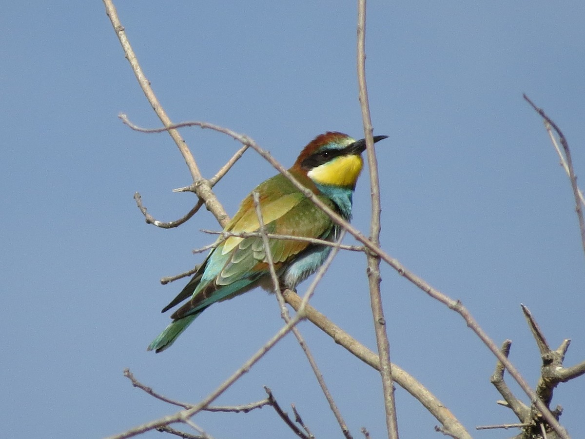 European Bee-eater - ML93247301
