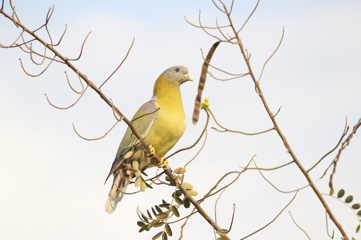 Yellow-footed Green-Pigeon - ML93248481