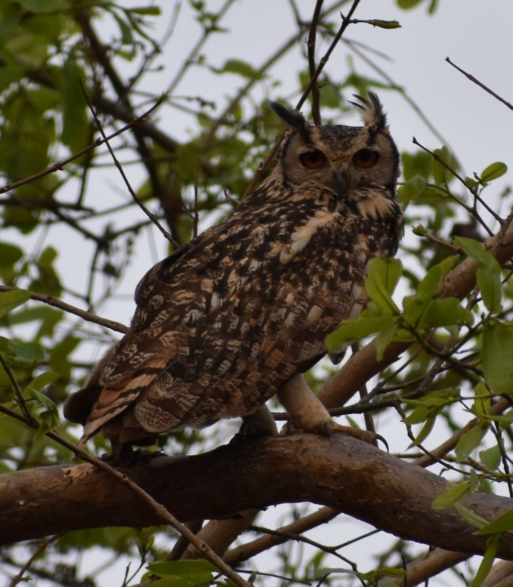 Indian Scops-Owl - Narendra Lohabare