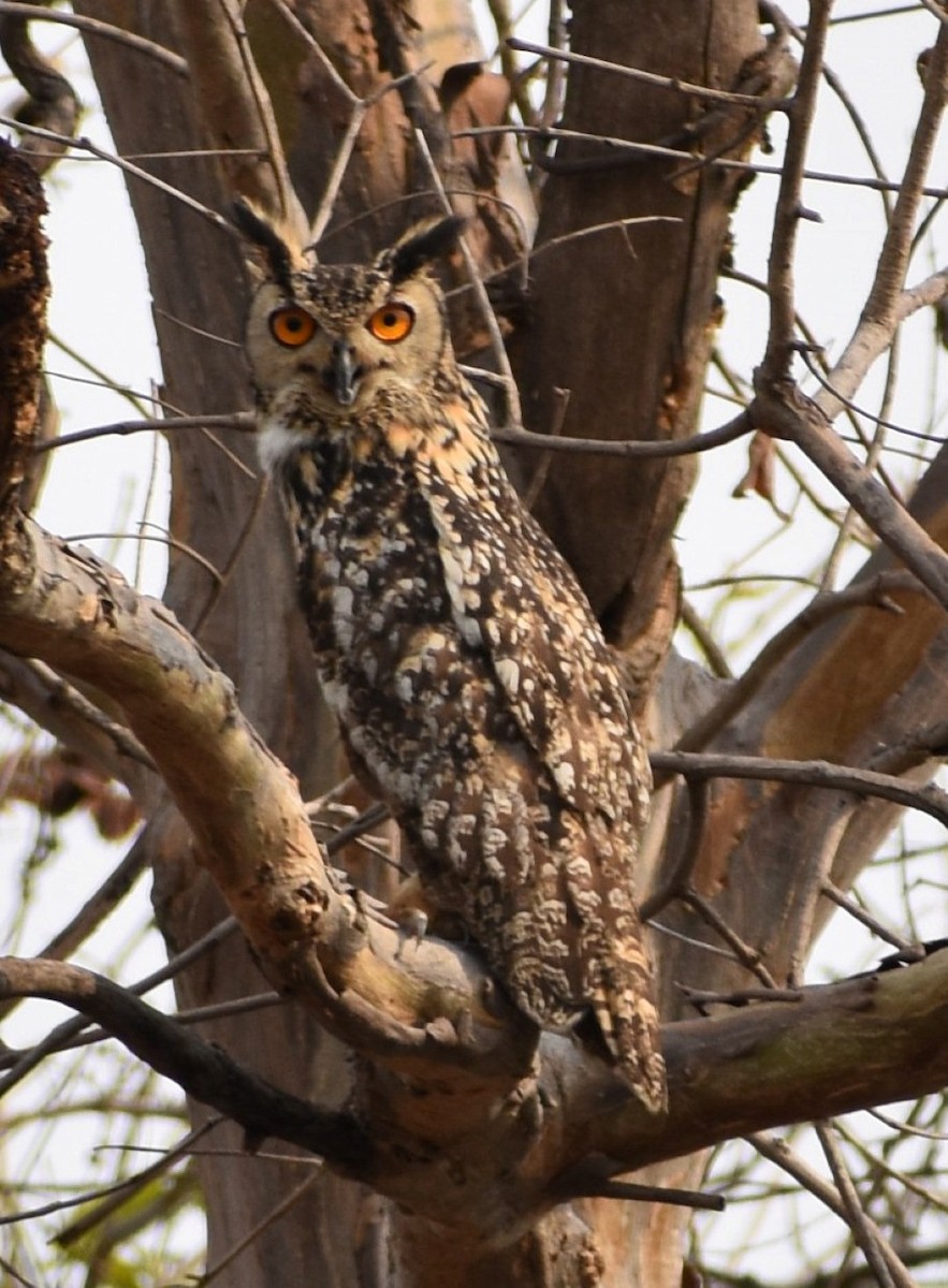 Indian Scops-Owl - Narendra Lohabare