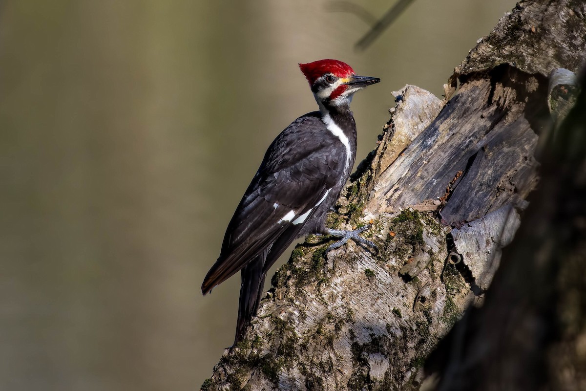 Pileated Woodpecker - Roy Copeland