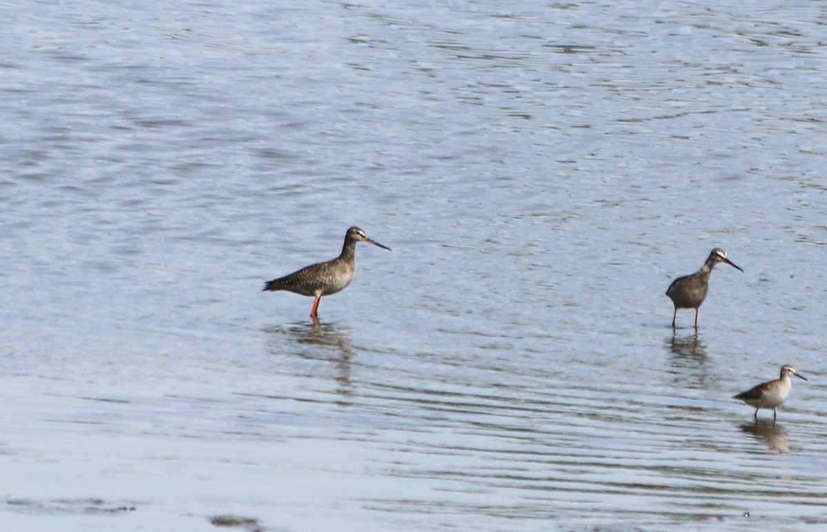 Spotted Redshank - ML93253911