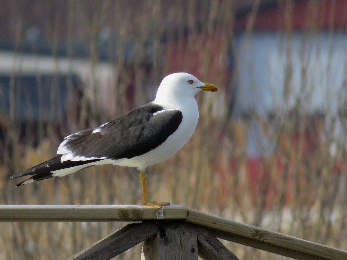Lesser Black-backed Gull (fuscus) - Örjan Sjögren