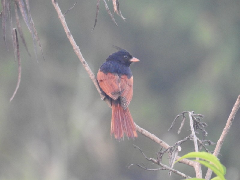 Crested Bunting - ML93258251