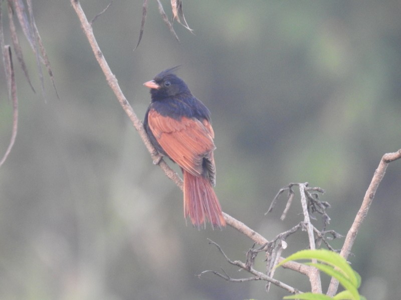 Crested Bunting - ML93258261