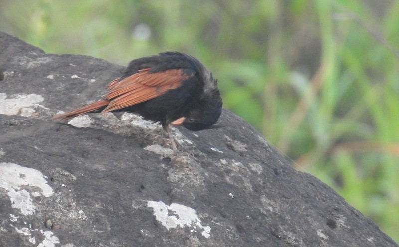 Crested Bunting - ML93258281
