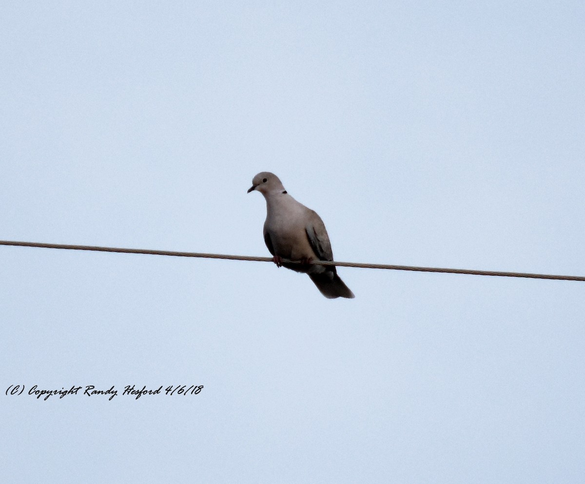 Eurasian Collared-Dove - ML93260221