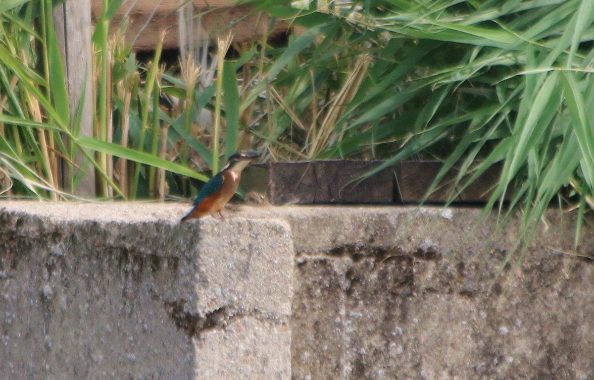 Common Kingfisher - ML93260261