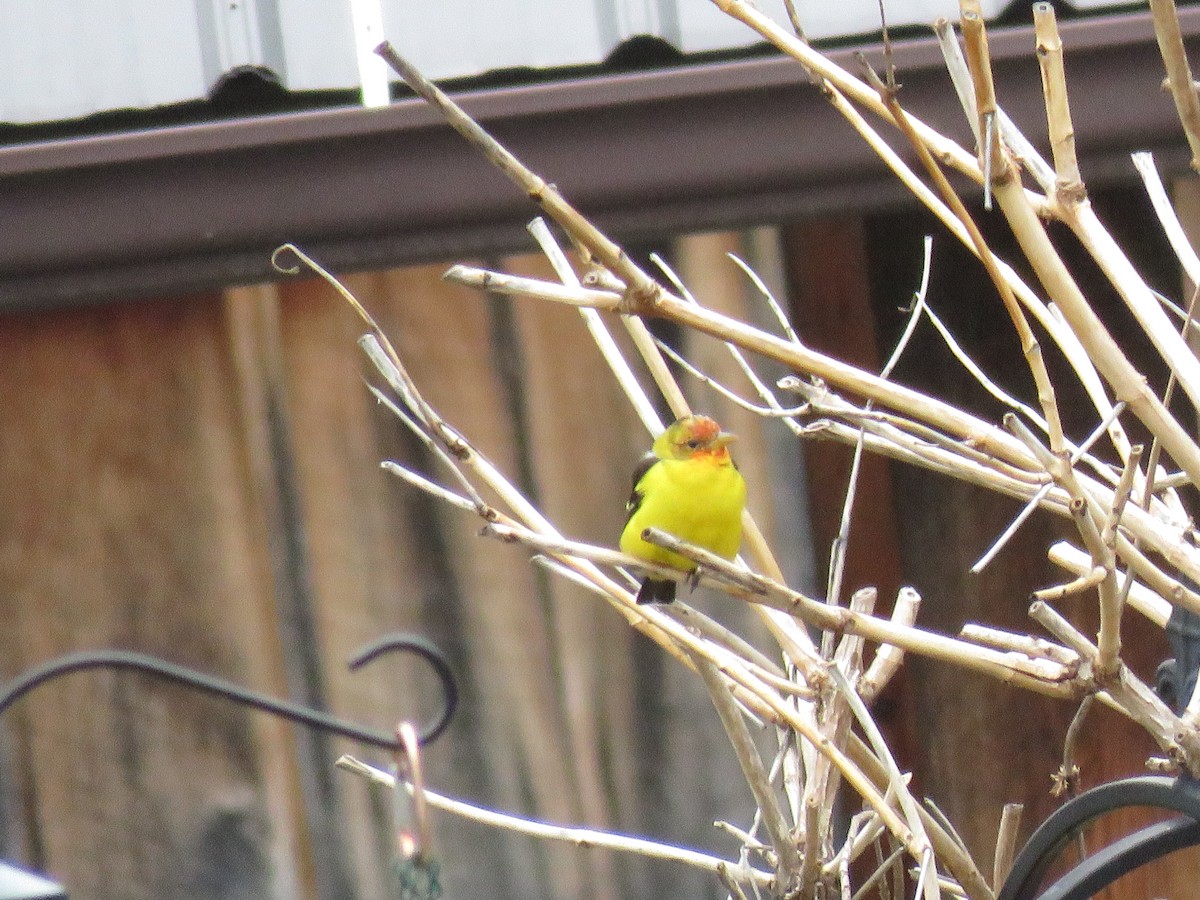 Western Tanager - ML93260621