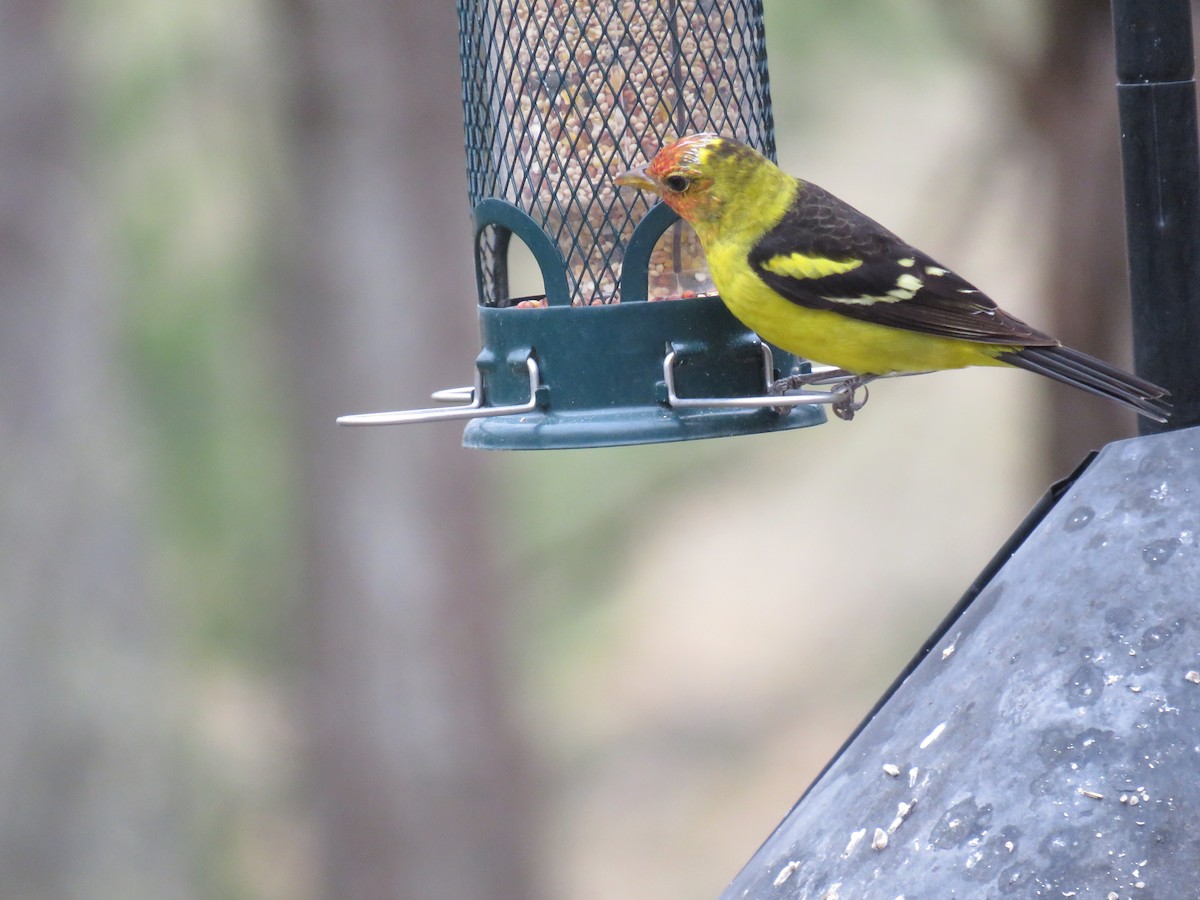 Western Tanager - ML93260671