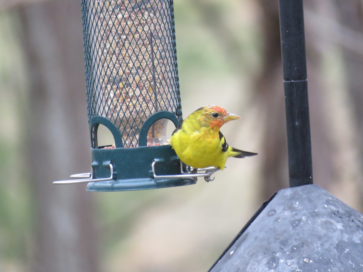 Western Tanager - ML93260681
