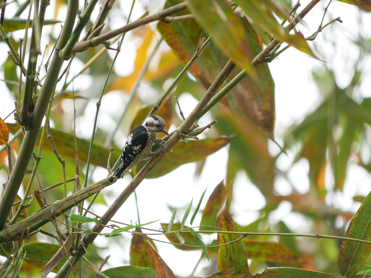 Gray-capped Pygmy Woodpecker - 美華 曾