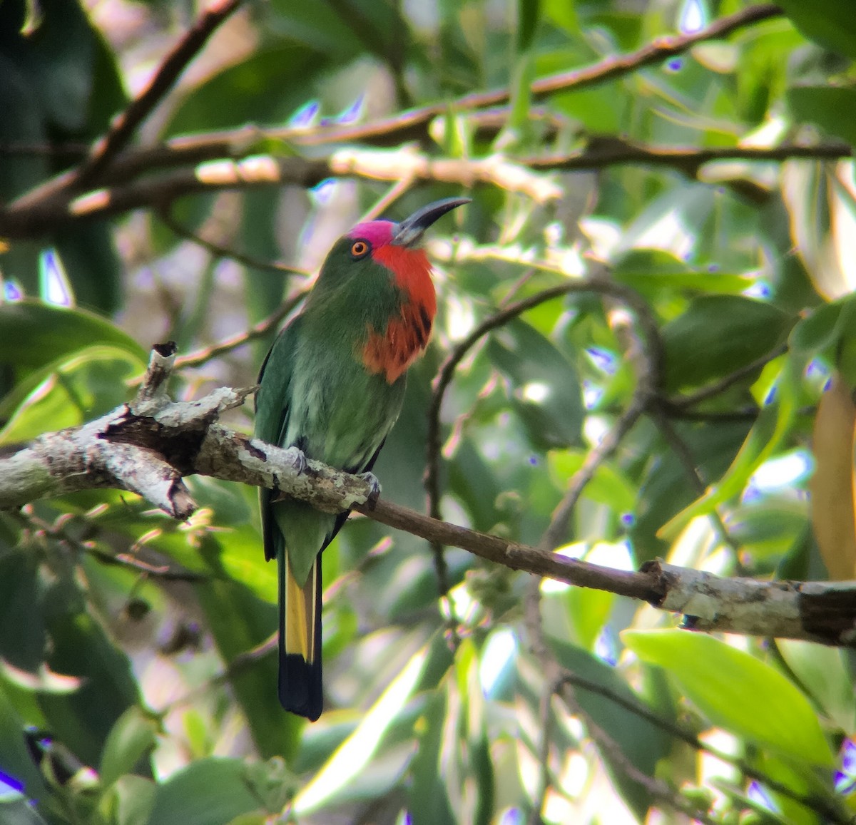 Red-bearded Bee-eater - wengchun malaysianbirder