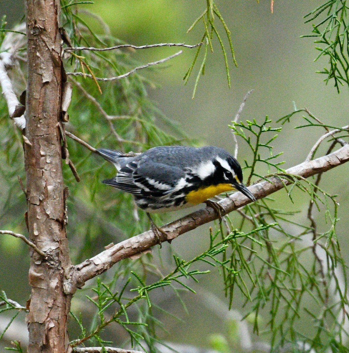 Yellow-throated Warbler - ML93264961