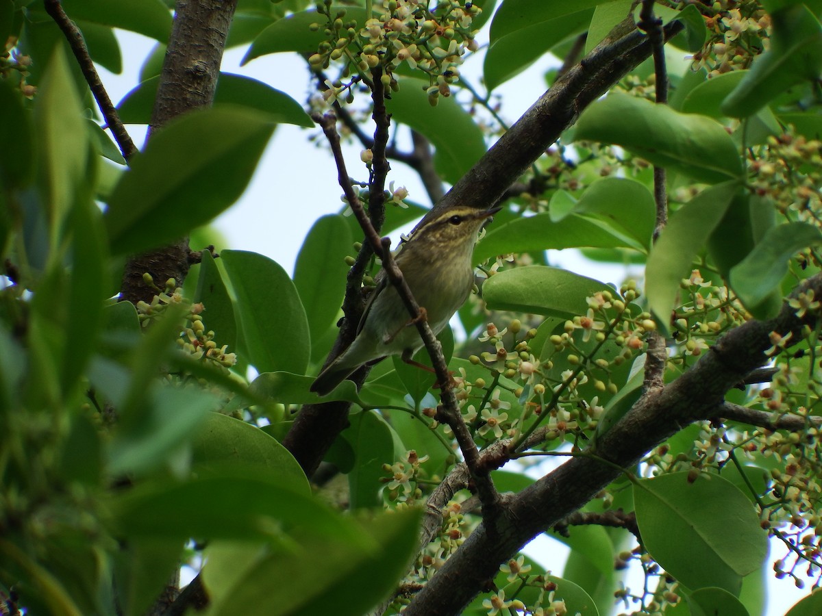 Yellow-browed Warbler - ML93271431