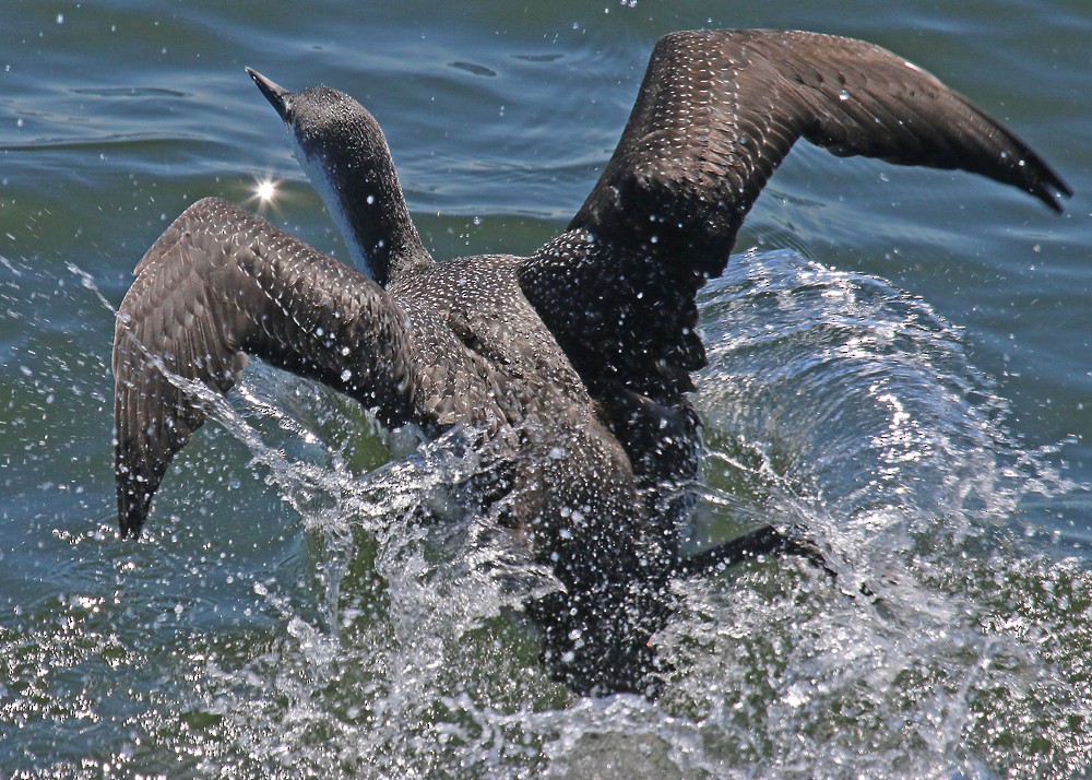 Red-throated Loon - Corey Finger