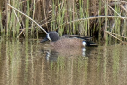 Blue-winged Teal - ML93274141