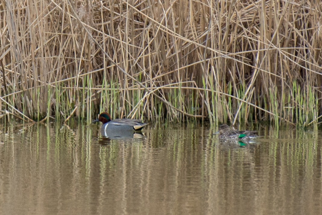 Green-winged Teal - ML93274171