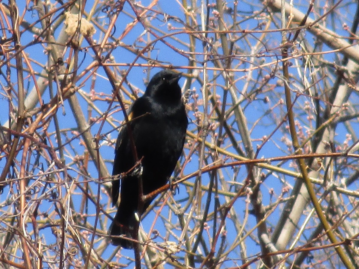 Red-winged Blackbird - ML93274661
