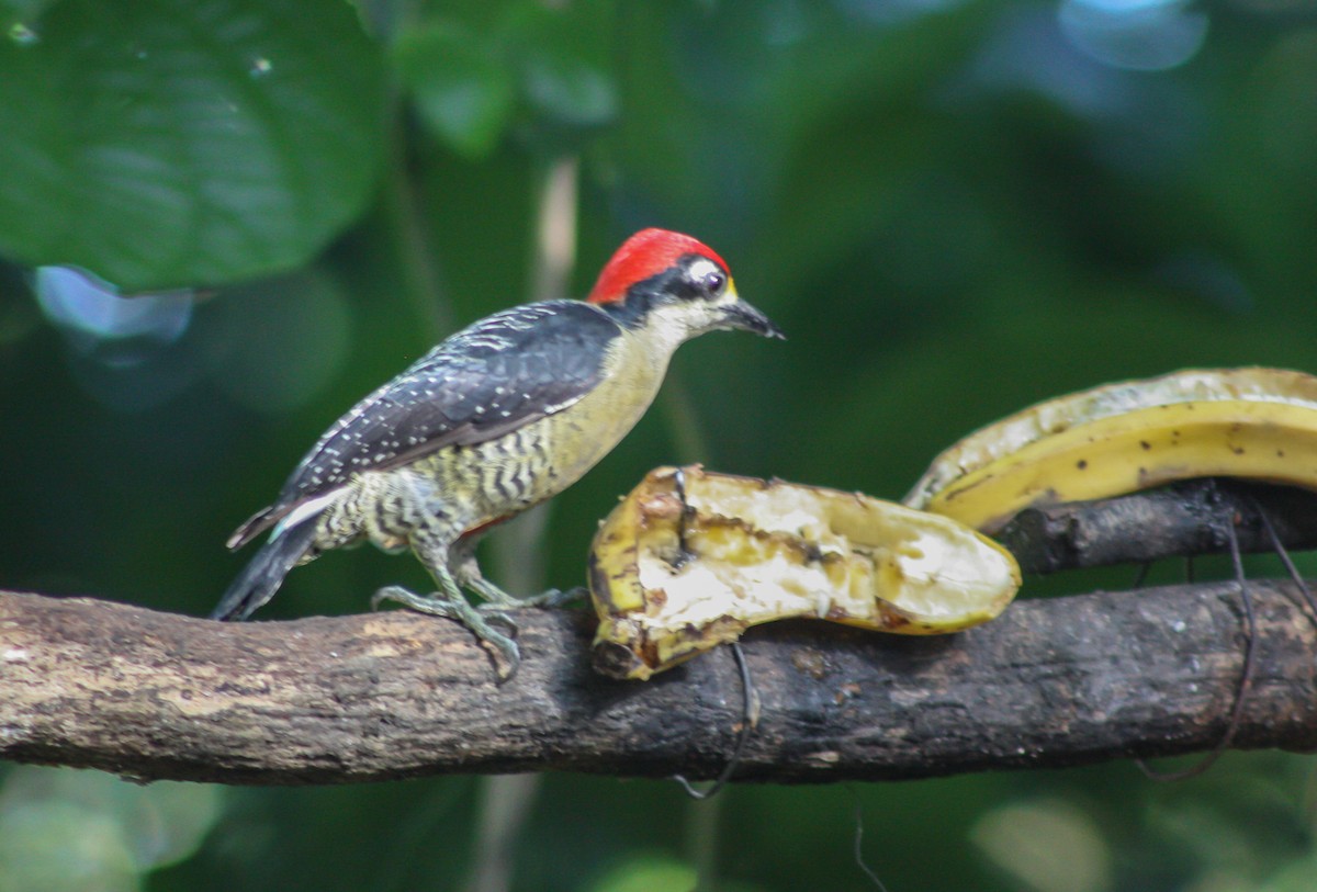 Black-cheeked Woodpecker - ML93275611