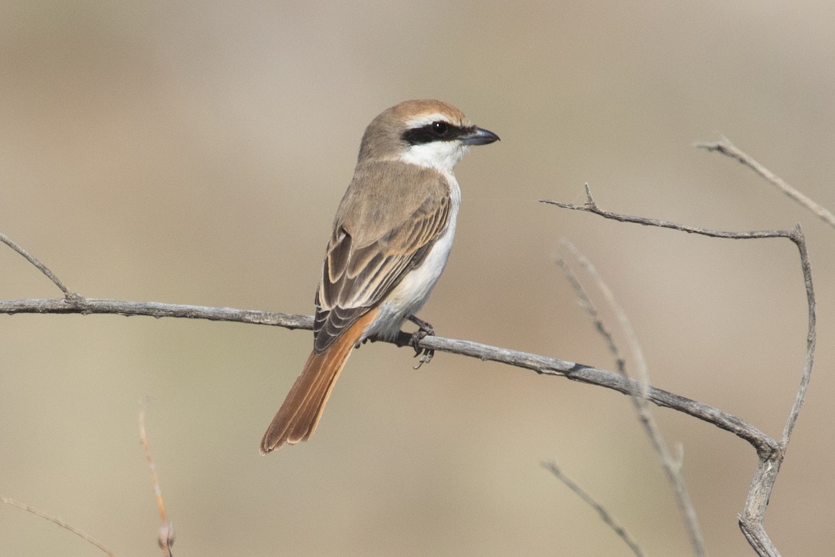 Red-tailed Shrike - James Kennerley