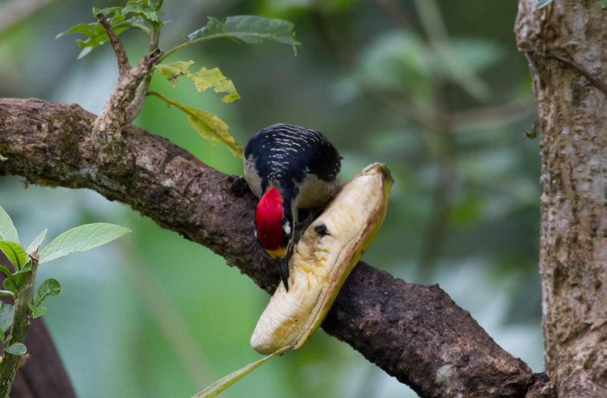 Black-cheeked Woodpecker - Nick Pulcinella