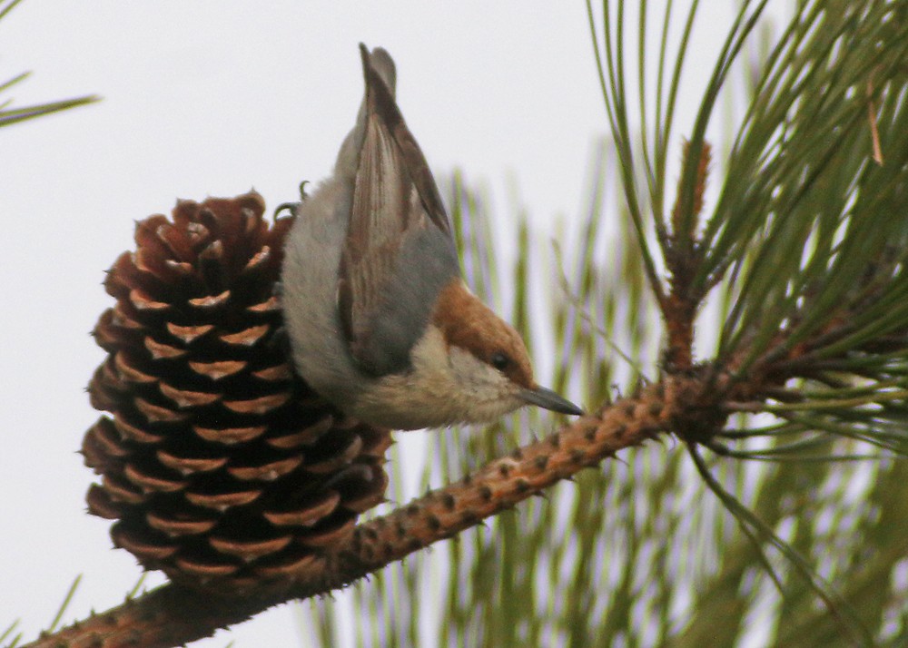 Brown-headed Nuthatch - ML93277281