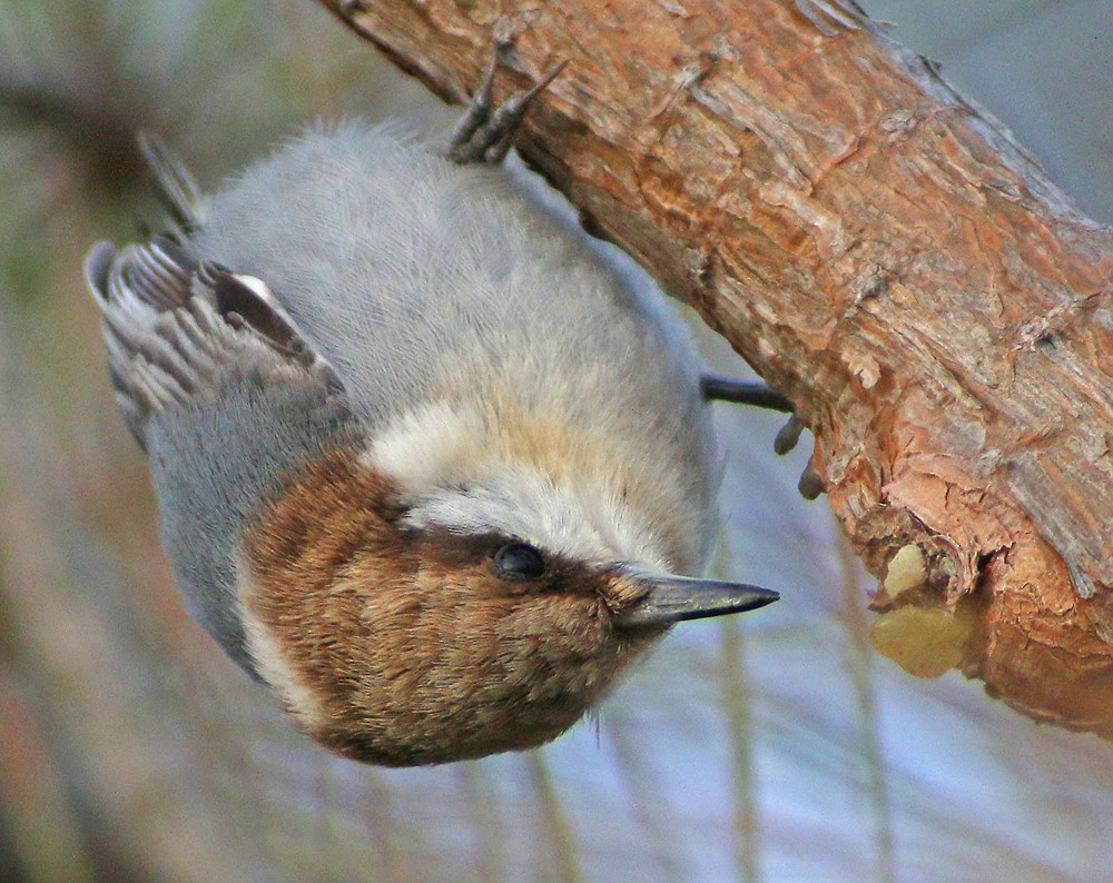 Brown-headed Nuthatch - Corey Finger