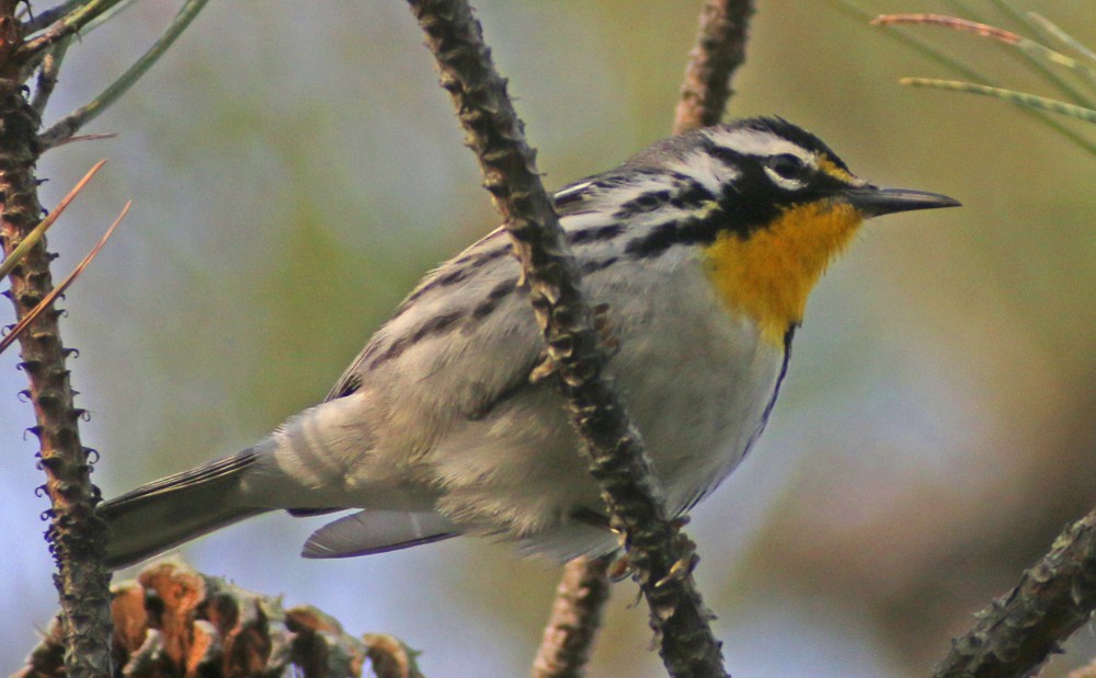 Yellow-throated Warbler - Corey Finger