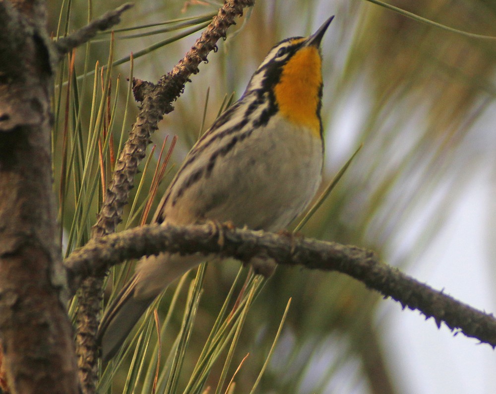 Yellow-throated Warbler - Corey Finger
