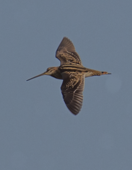 Pin-tailed Snipe - Fareed Mohmed