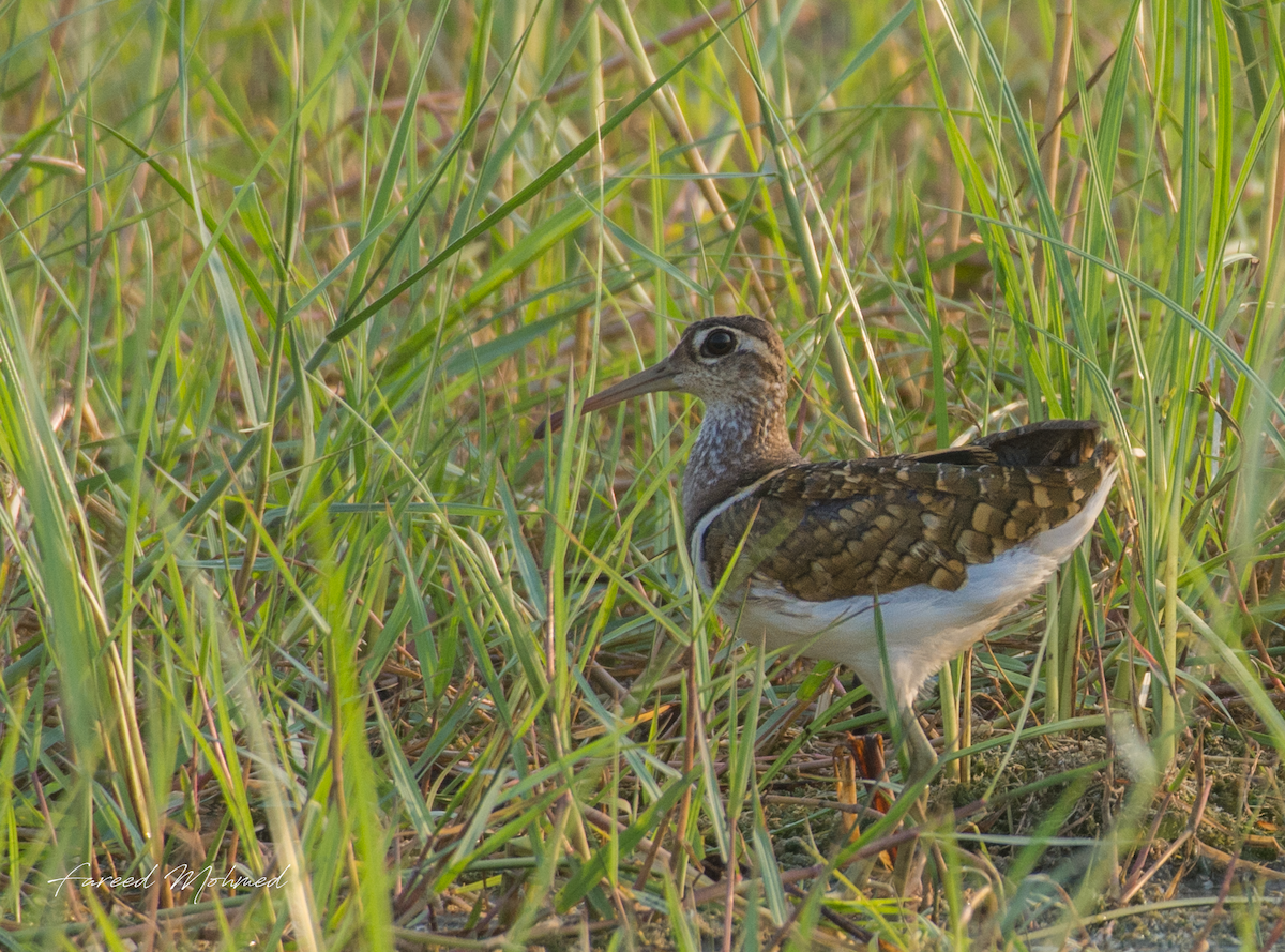 Greater Painted-Snipe - Fareed Mohmed
