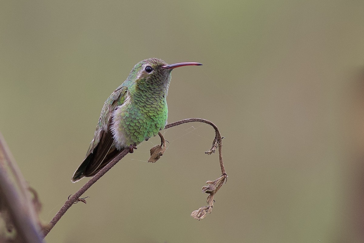 kolibřík rudozobý - ML93278131