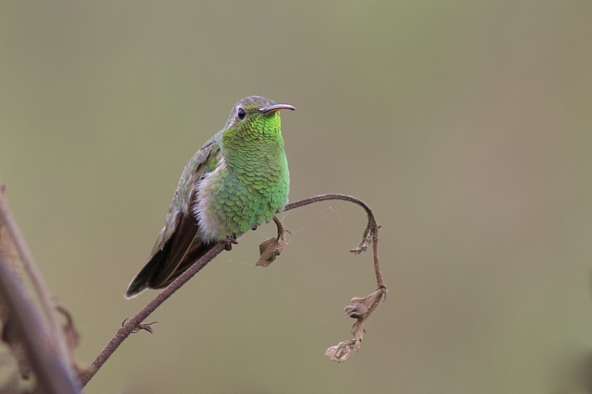kolibřík rudozobý - ML93278141