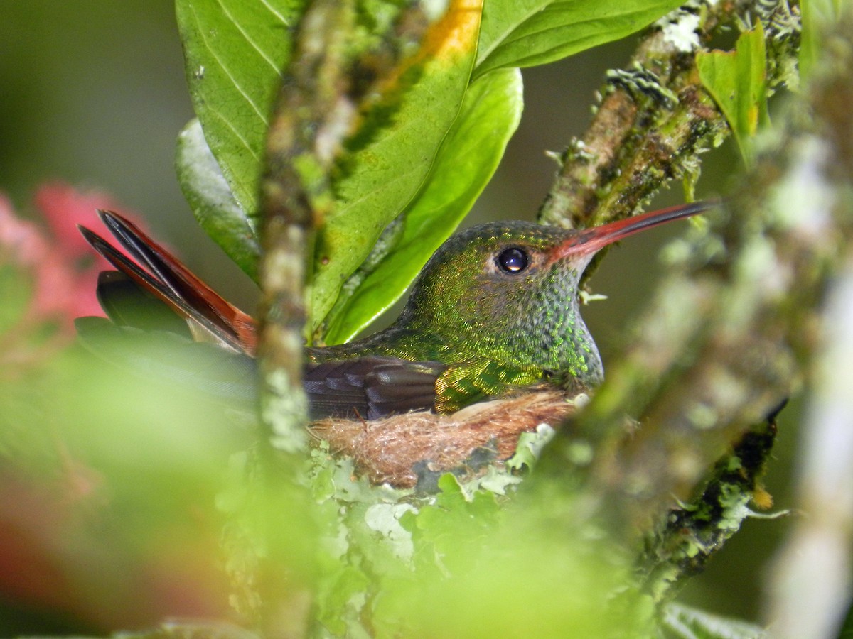 Rufous-tailed Hummingbird - Diane Thomas