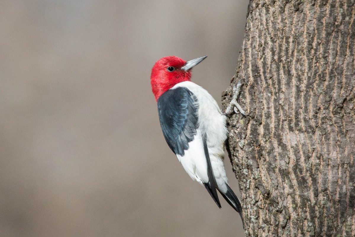 Red-headed Woodpecker - Tanner Martin