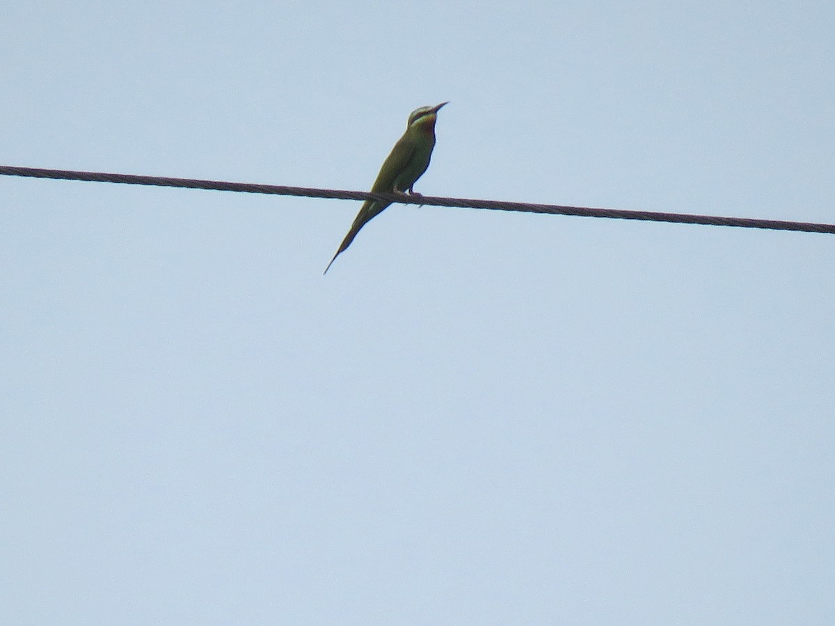 Blue-cheeked Bee-eater - ML93282711
