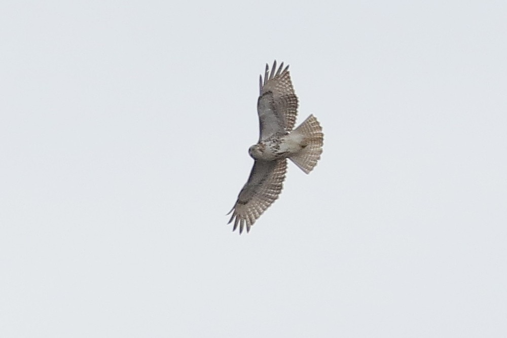 Red-tailed Hawk - ML93283421