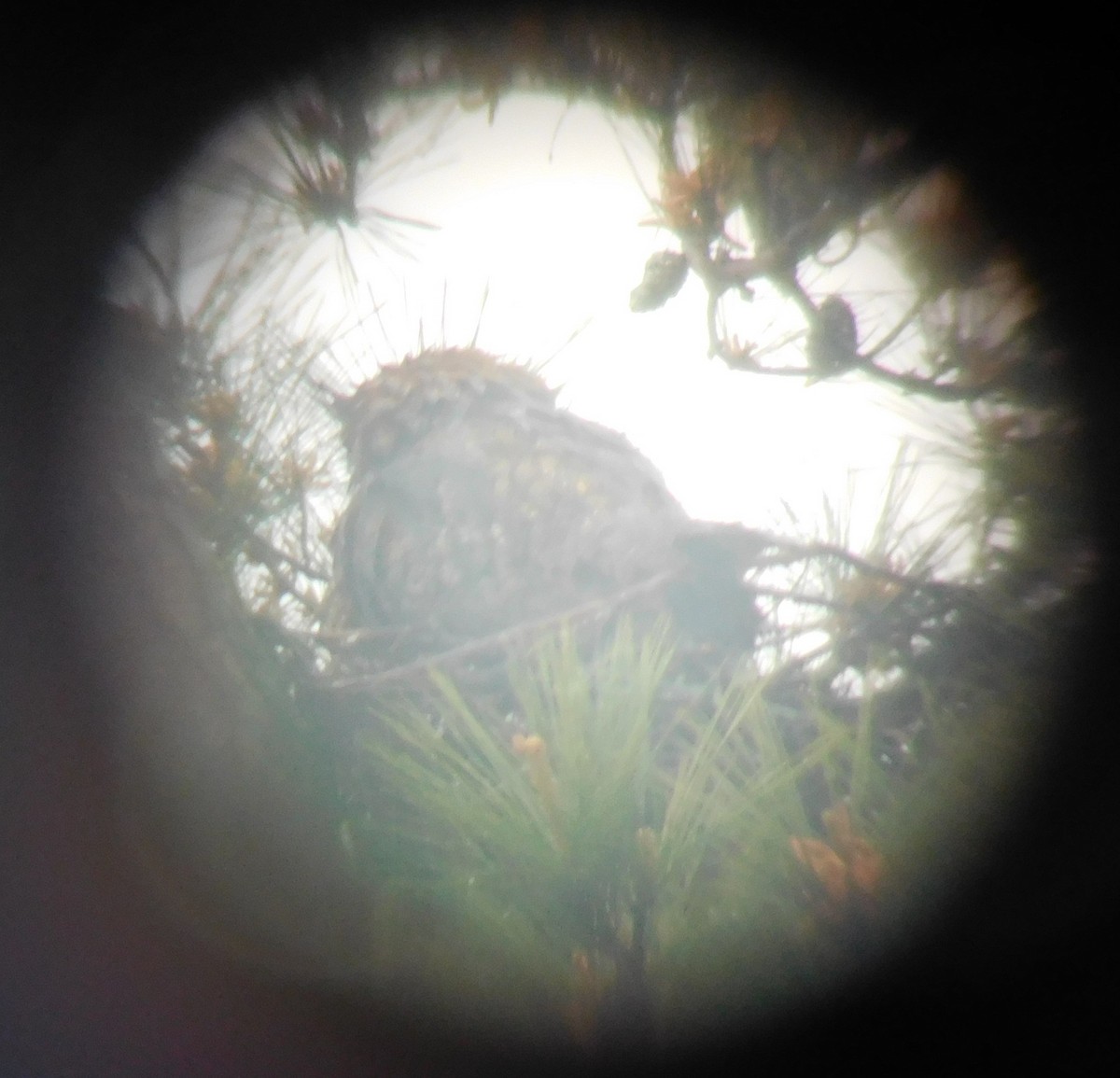 Great Horned Owl - ML93284041