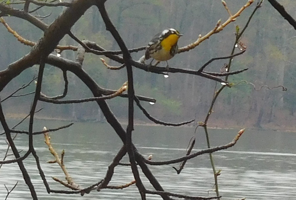 Yellow-throated Warbler - ML93286041