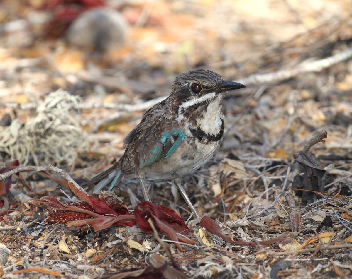 Long-tailed Ground-Roller - ML93286051