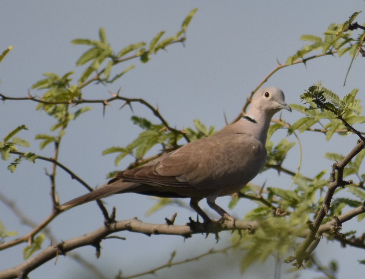 Eurasian Collared-Dove - S M  SUNDARAM