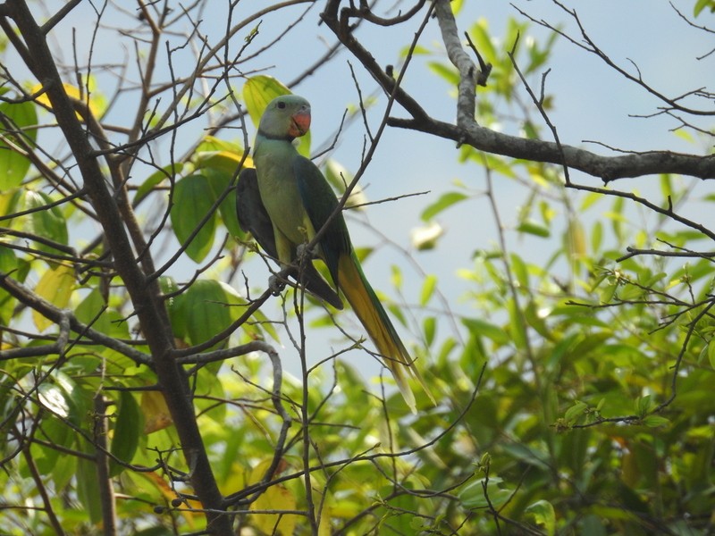 Malabar Parakeet - Mohit Aggarwal