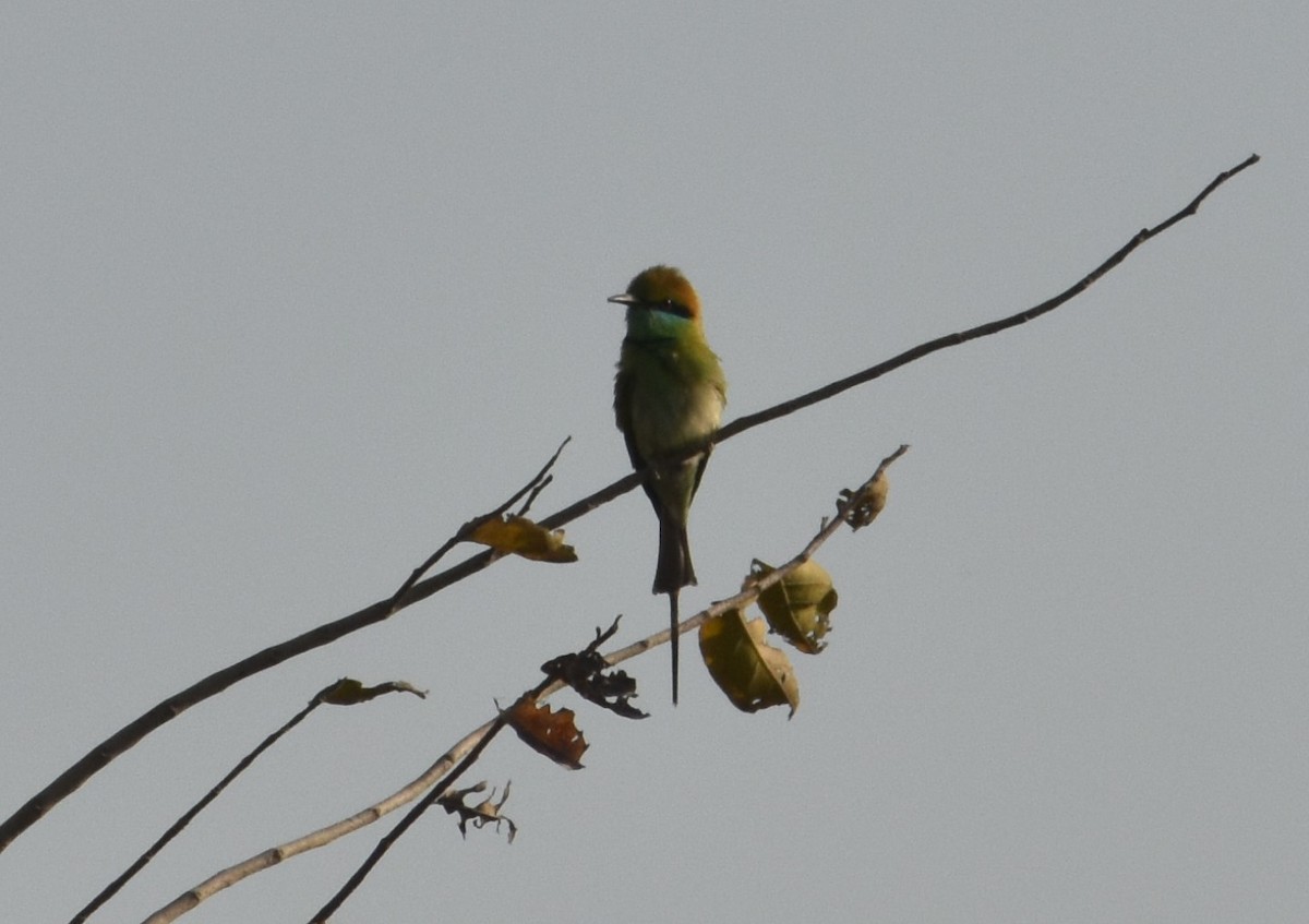 Asian Green Bee-eater - S M  SUNDARAM