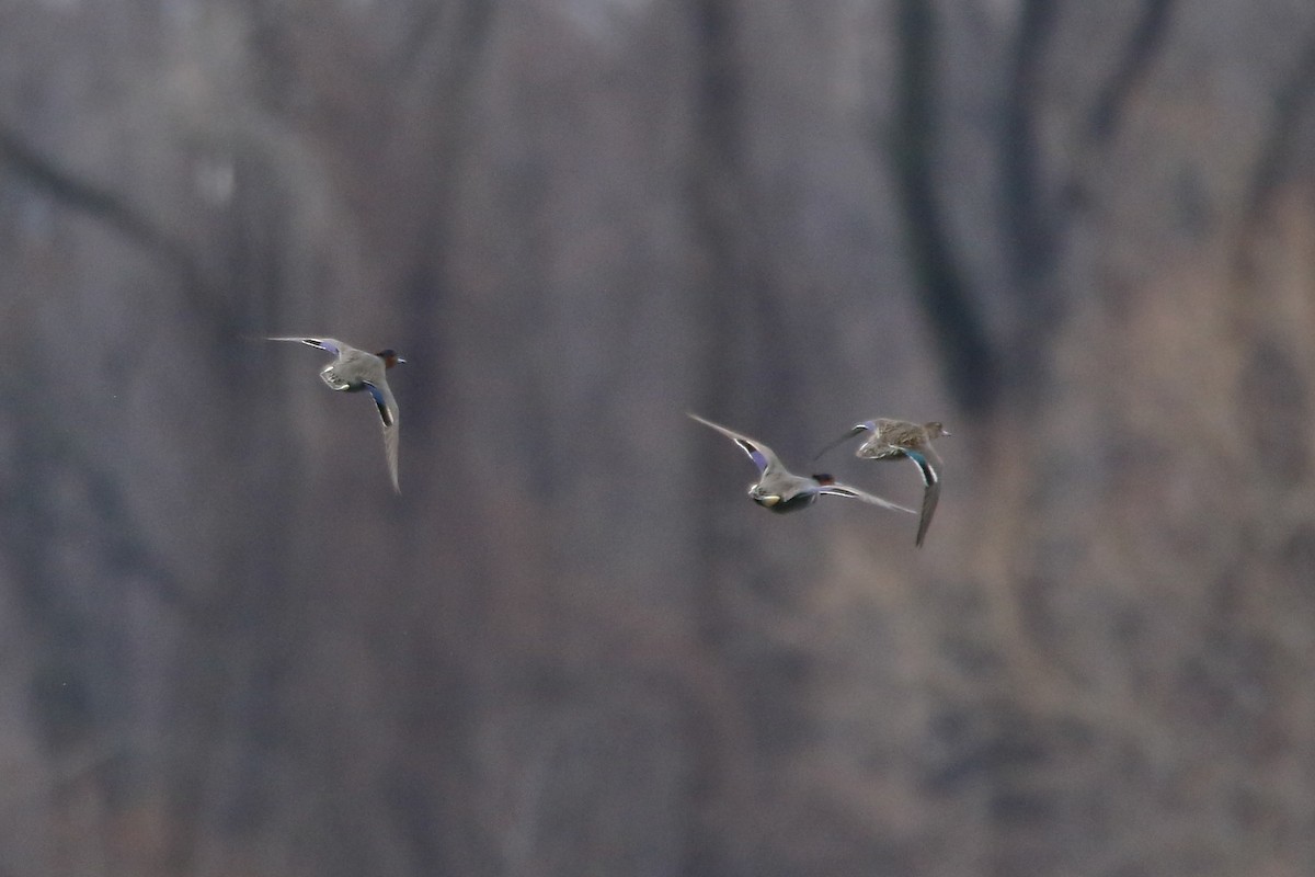 Green-winged Teal - ML93288431