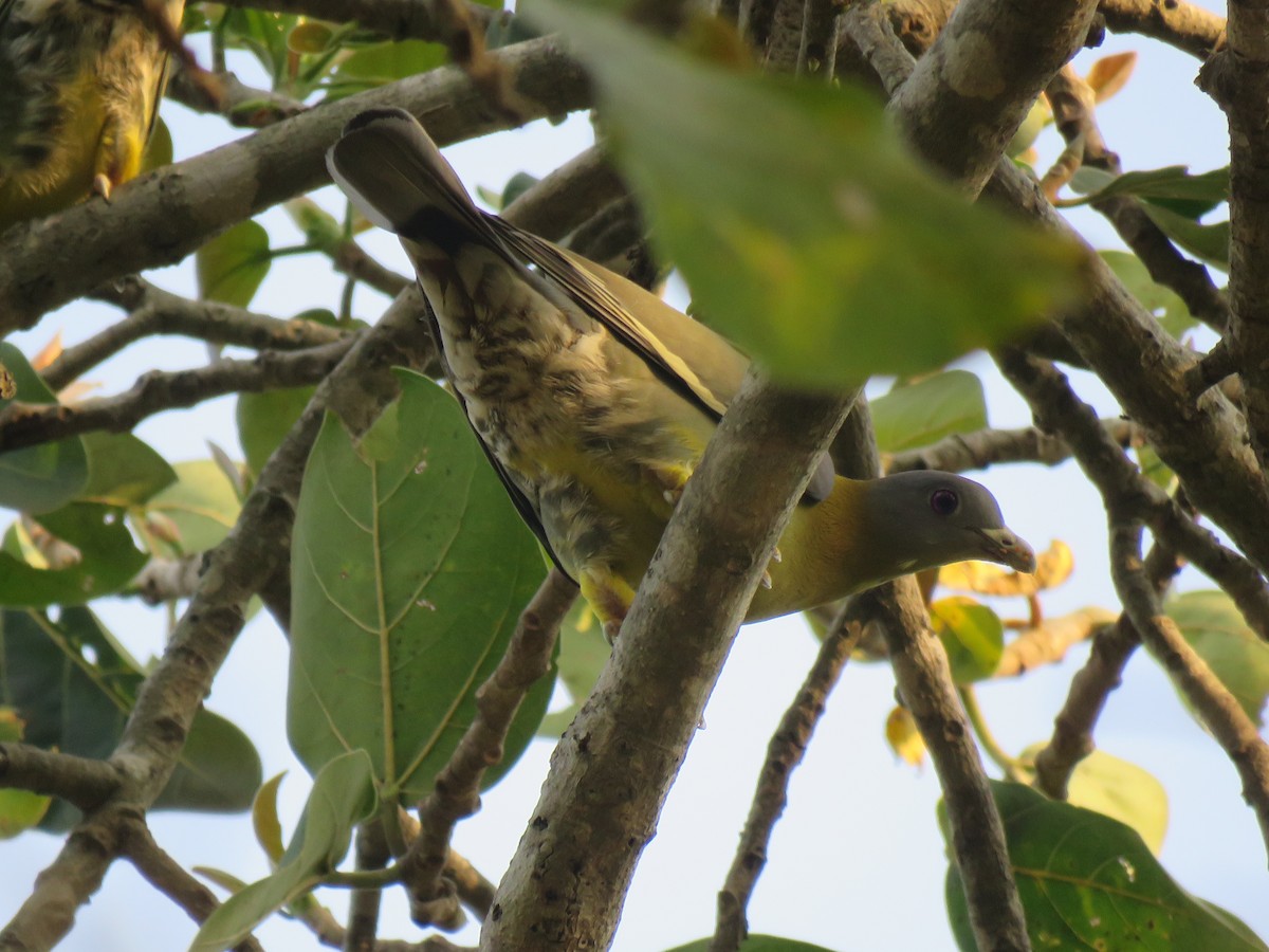 Yellow-footed Green-Pigeon - ML93289321