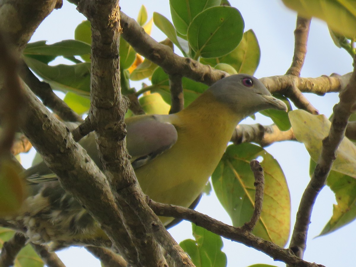 Yellow-footed Green-Pigeon - ML93289421