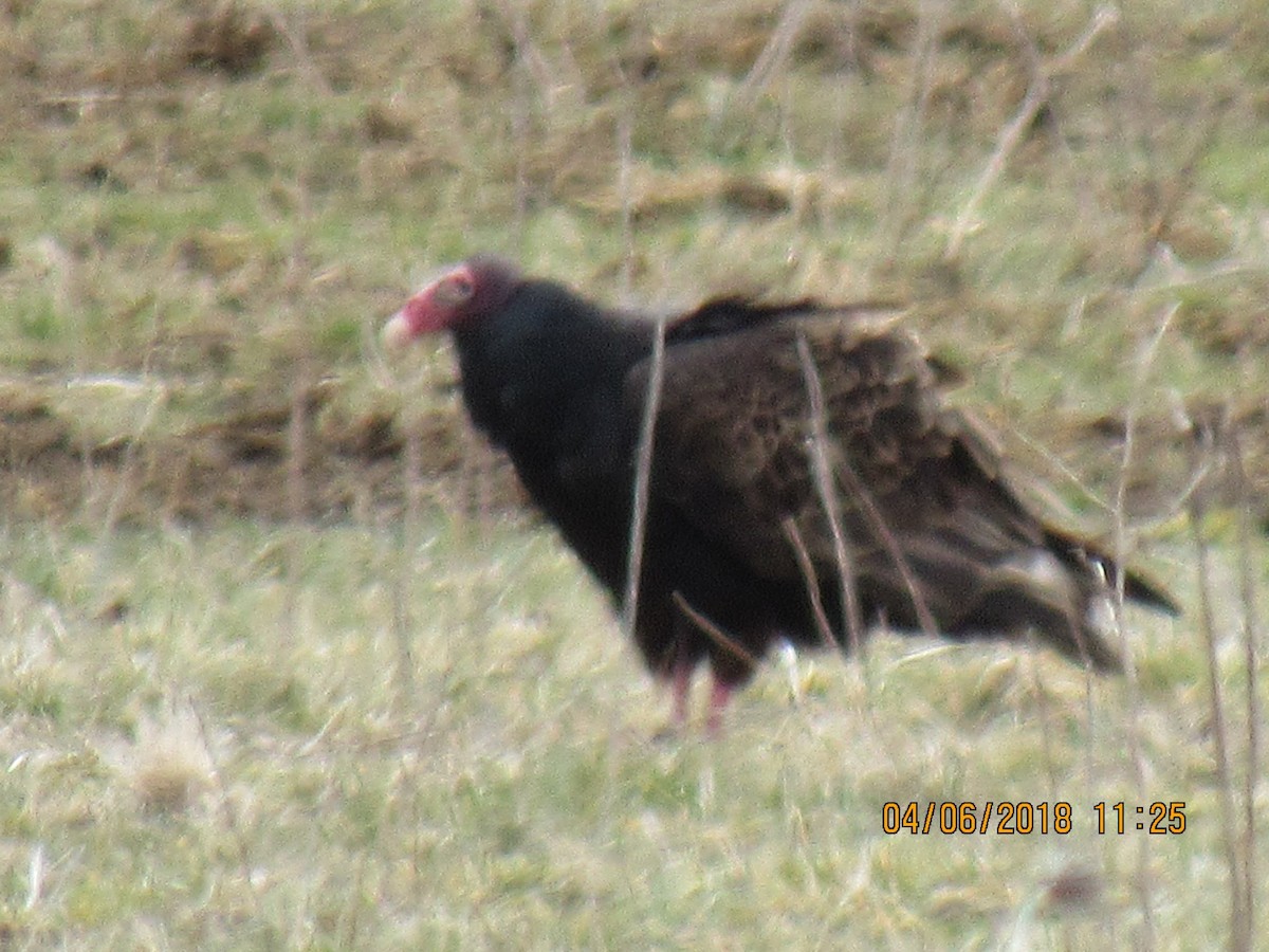 Turkey Vulture - ML93289601