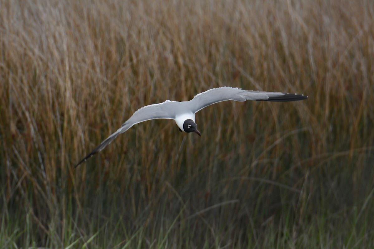 Laughing Gull - Keith McCullough